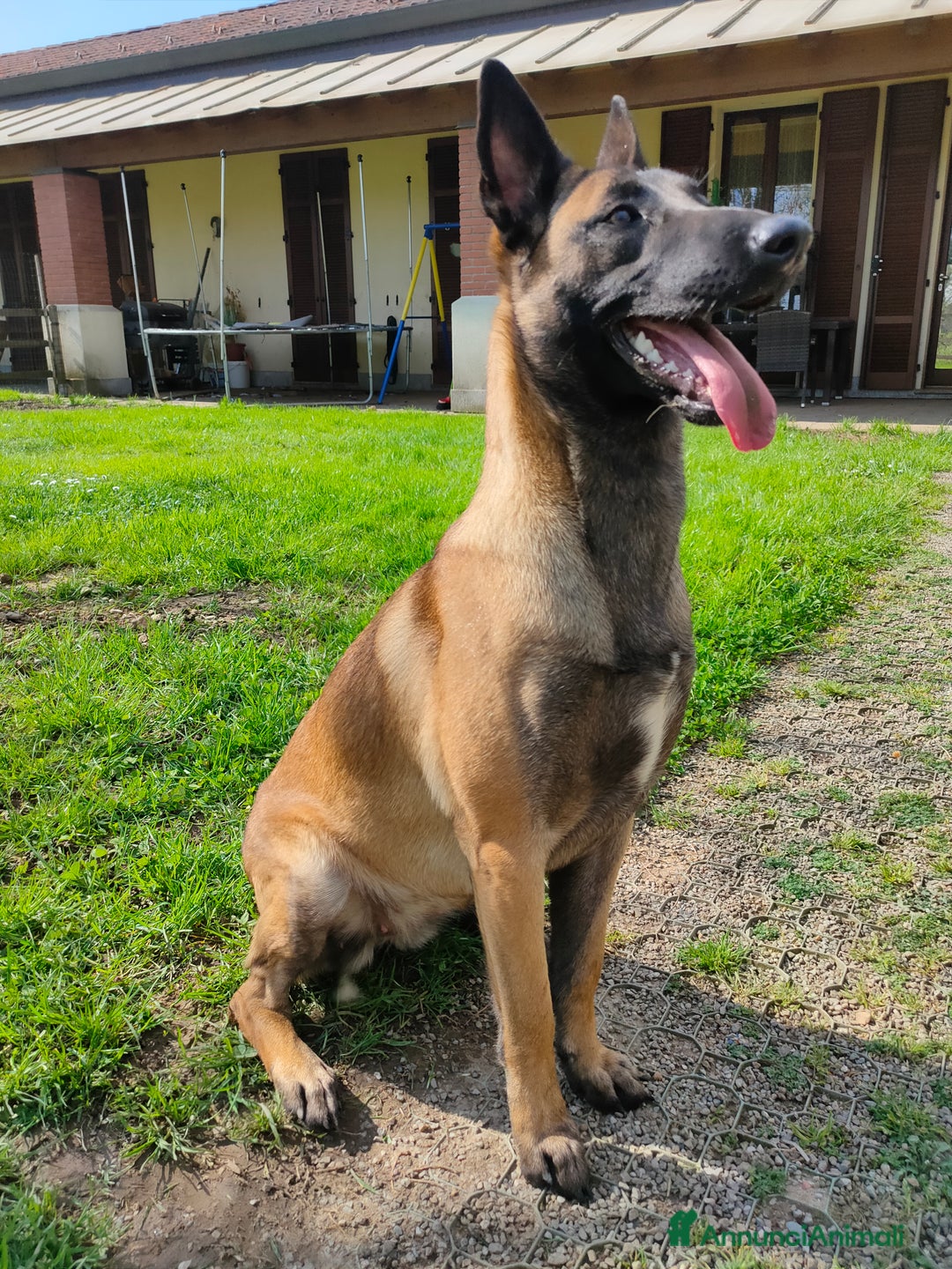 Pastore Belga cani in vendita: Pastore belga a Città metropolitana di Milano - Immagine 3