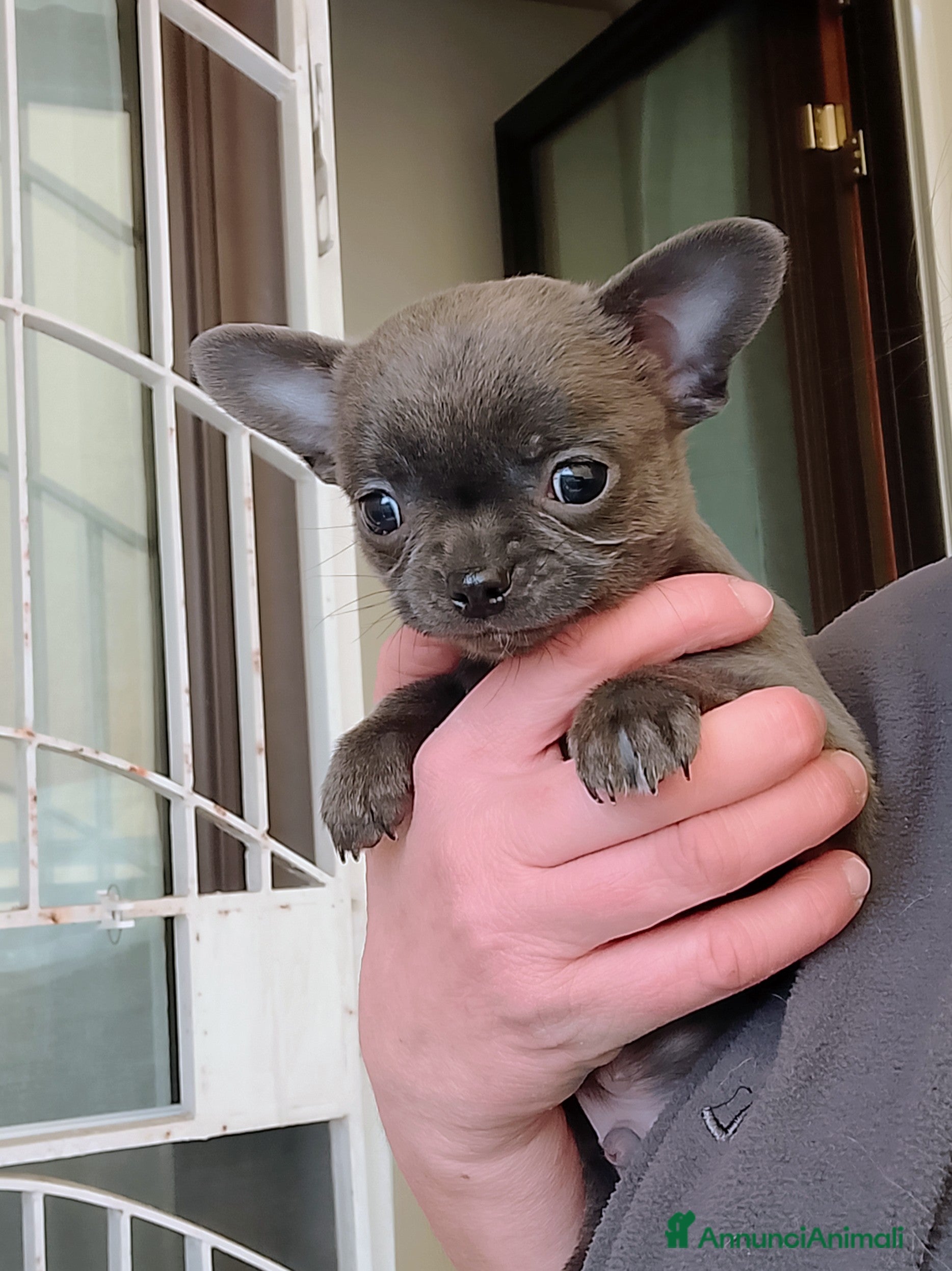 Chihuahua cani Chihuahua pedigree ENCI  - Annuncio 16