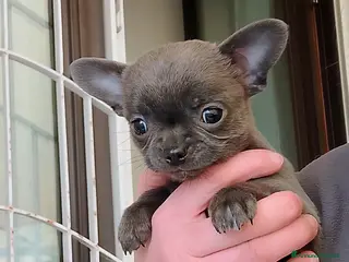 Chihuahua cani Chihuahua pedigree ENCI - Annuncio 1