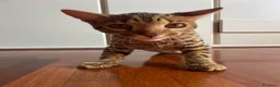 Bengala gatti in vendita: Gatto bengala a Provincia di Varese - Annuncio 13