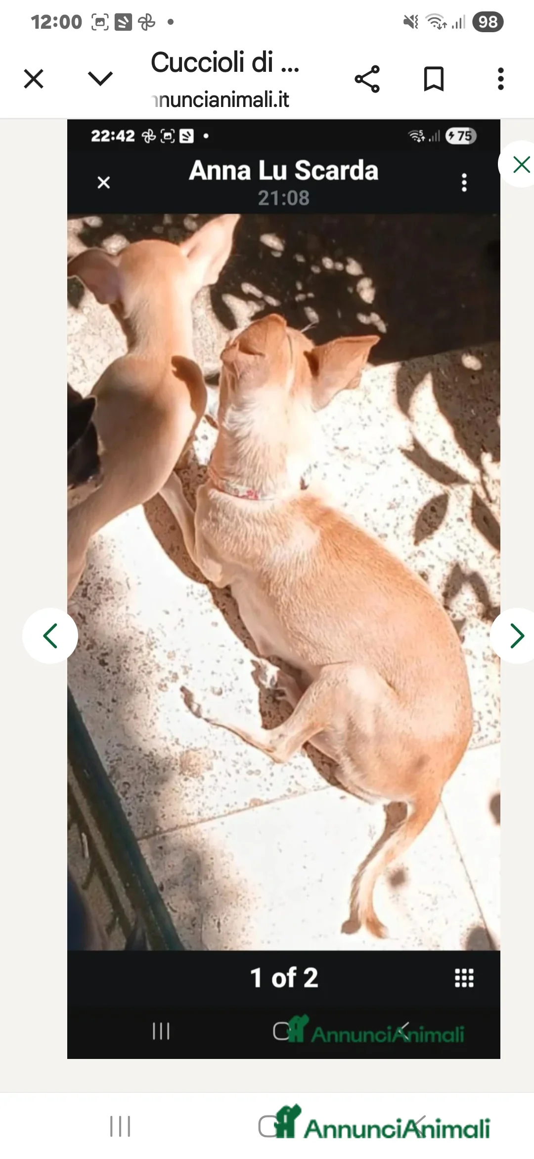 Chihuahua cani in vendita: Cuccioli di chihuahua - Annuncio 21