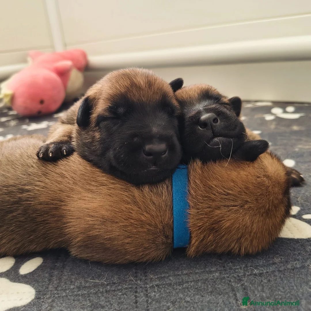 Pastore Belga cani in vendita: Pastore belga malinois  a Città metropolitana di Milano - Annuncio 2