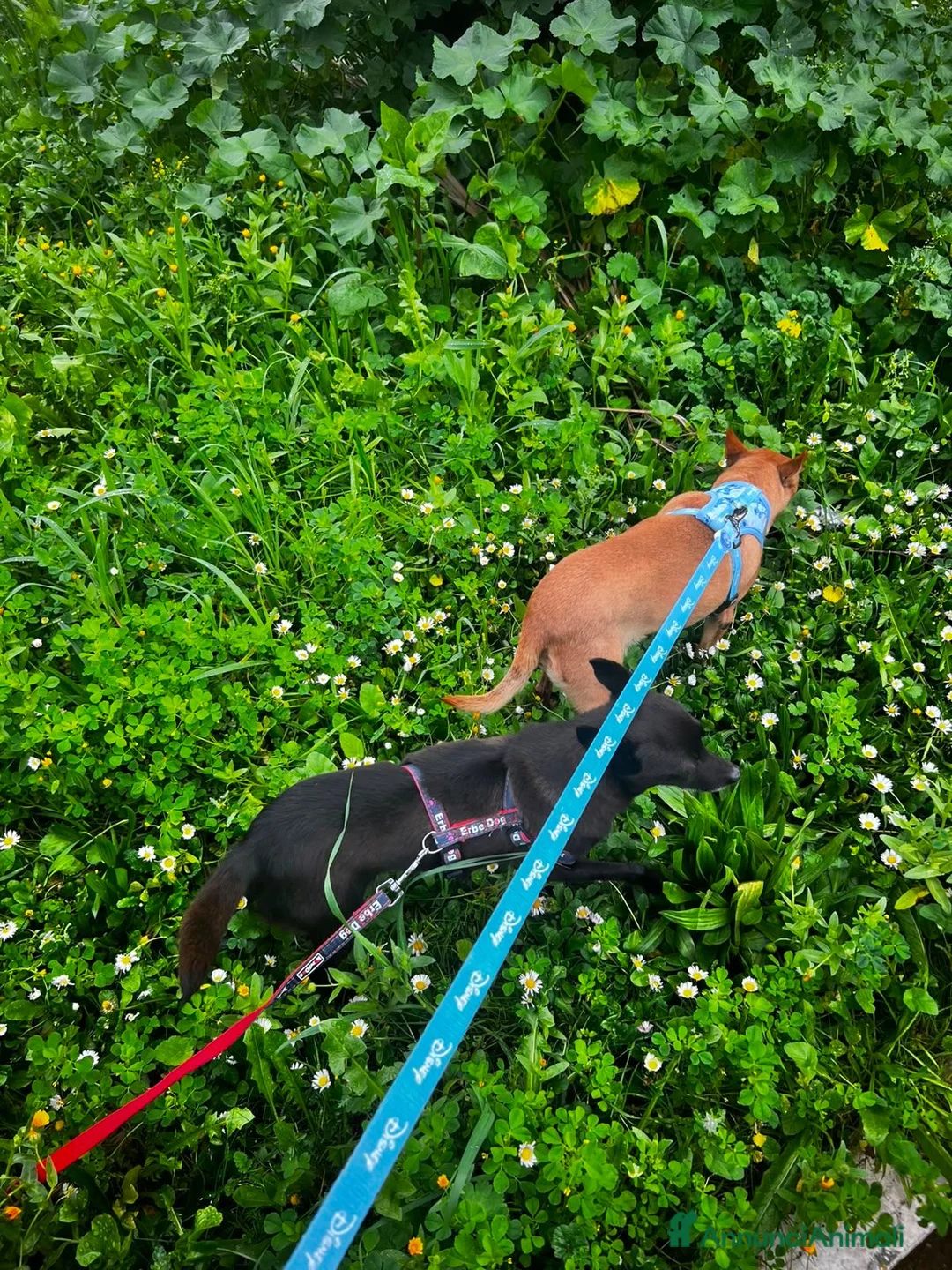 Pinscher Miniatura cani in regalo: Stella e Briciola cercano Casa Insieme a Provincia di Barletta-Andria-Trani - Annuncio 7