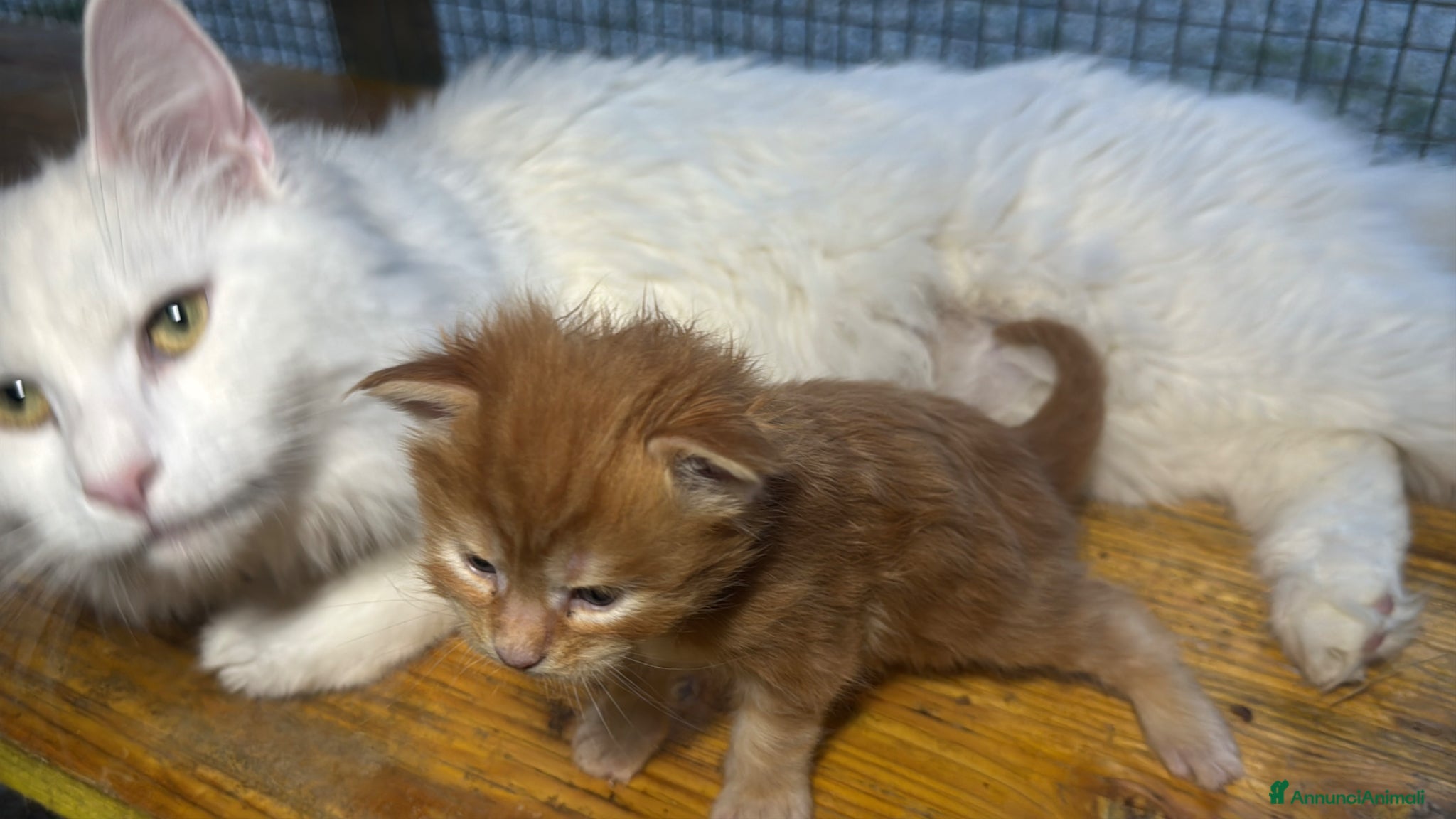 Maine Coon gatti Maschio manto rosso maine coon AustinXHvitt Lys  - Annuncio 1
