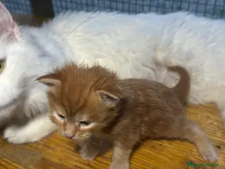 Maine Coon gatti Maschio manto rosso maine coon AustinXHvitt Lys - Annuncio 1