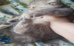 Exotic Shorthair gatti in vendita: Maschio exotic a Province of Pisa - Immagine 3