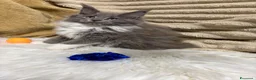 Maine Coon gatti in vendita: Cuccioli Maine coon  - Annuncio 15
