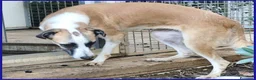 Meticcio cani in regalo: NORMA giovane bella timidina a Provincia di Reggio Emilia - Annuncio 6