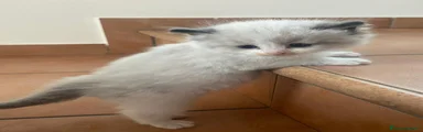 Ragdoll Gattino 3