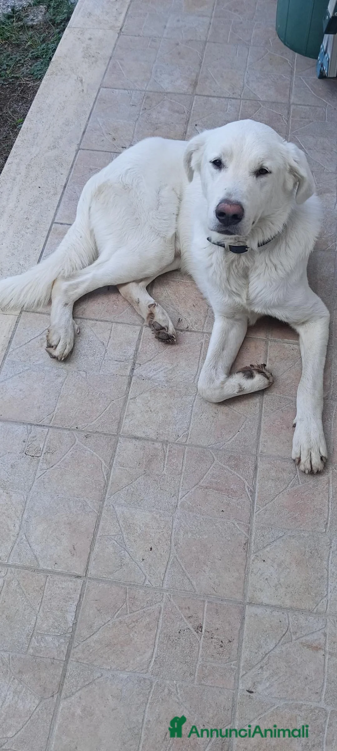Meticcio cani in regalo: MAITRI DOLCISSIMO CUCCIOLONE CERCA CASA - Annuncio 2