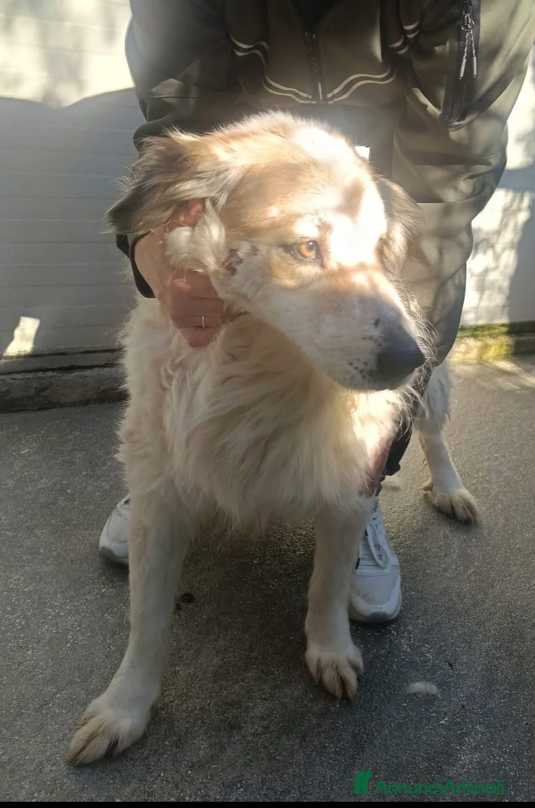 Meticcio cani in regalo: Flocky dolcissimo cagnolino a pelo lungo a Città metropolitana di Milano - Annuncio 1