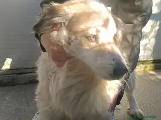 Meticcio cani Flocky dolcissimo cagnolino a pelo lungo - Annuncio 3