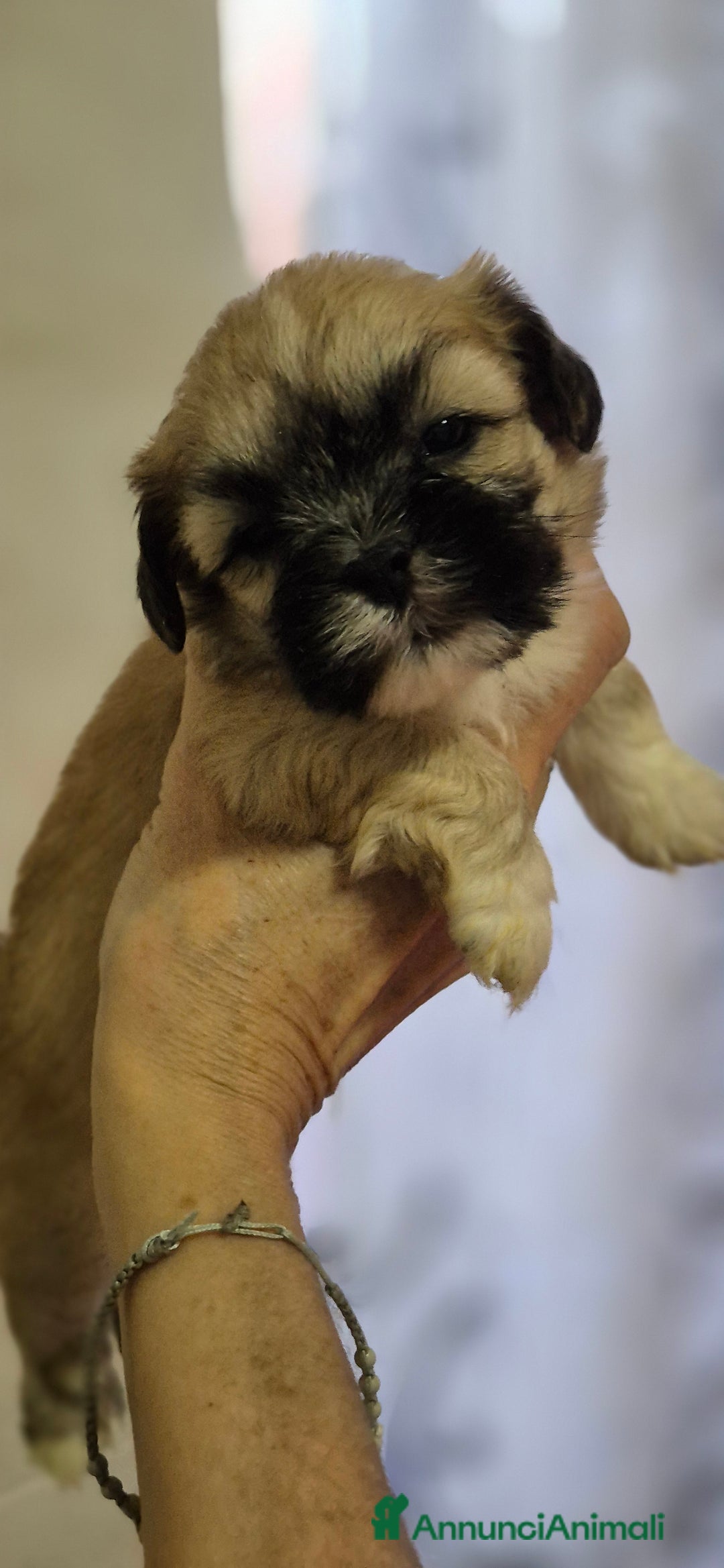 Lhasa Apso cani in vendita: Bellissimi cuccioli di Lhasa Apso - Annuncio 8