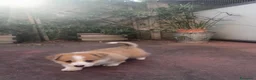Corgi Pembroke cani in vendita: Corgi cuccioli a Provincia di Vercelli - Annuncio 3