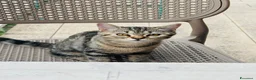 British gatti in vendita: Cuccioli British Shorthair – maschio e femmina - Annuncio 2