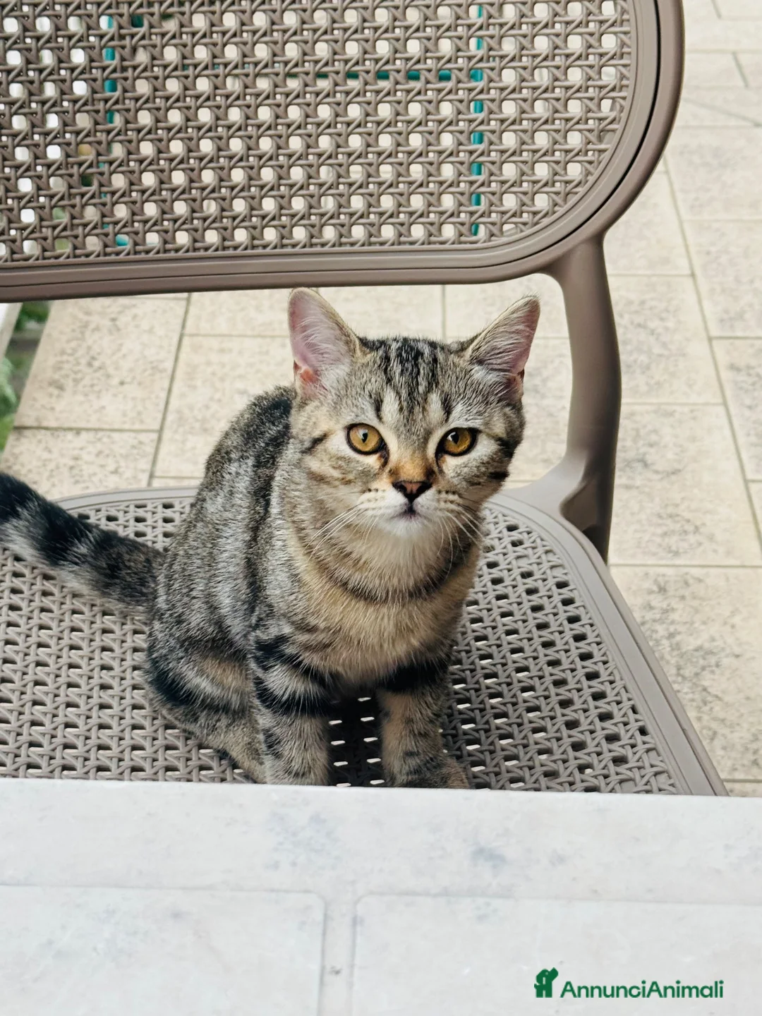 British gatti in vendita: Cuccioli British Shorthair – maschio e femmina - Annuncio 2