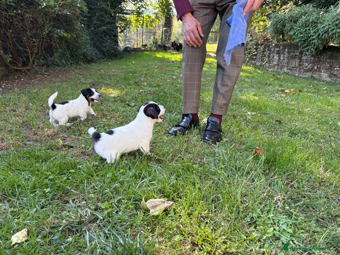 Jack Russell cani in vendita: cuccioli Jack Russell Terrier - Annuncio 5