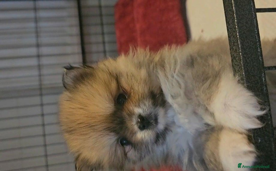 Volpino Pomerania cani in vendita: Cuccioli di Pomerania di tipo Teddy Bear - Annuncio 5