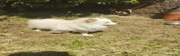 Volpino Italiano cani in regalo: ADOZIONE DEL CUORE  - Annuncio 2