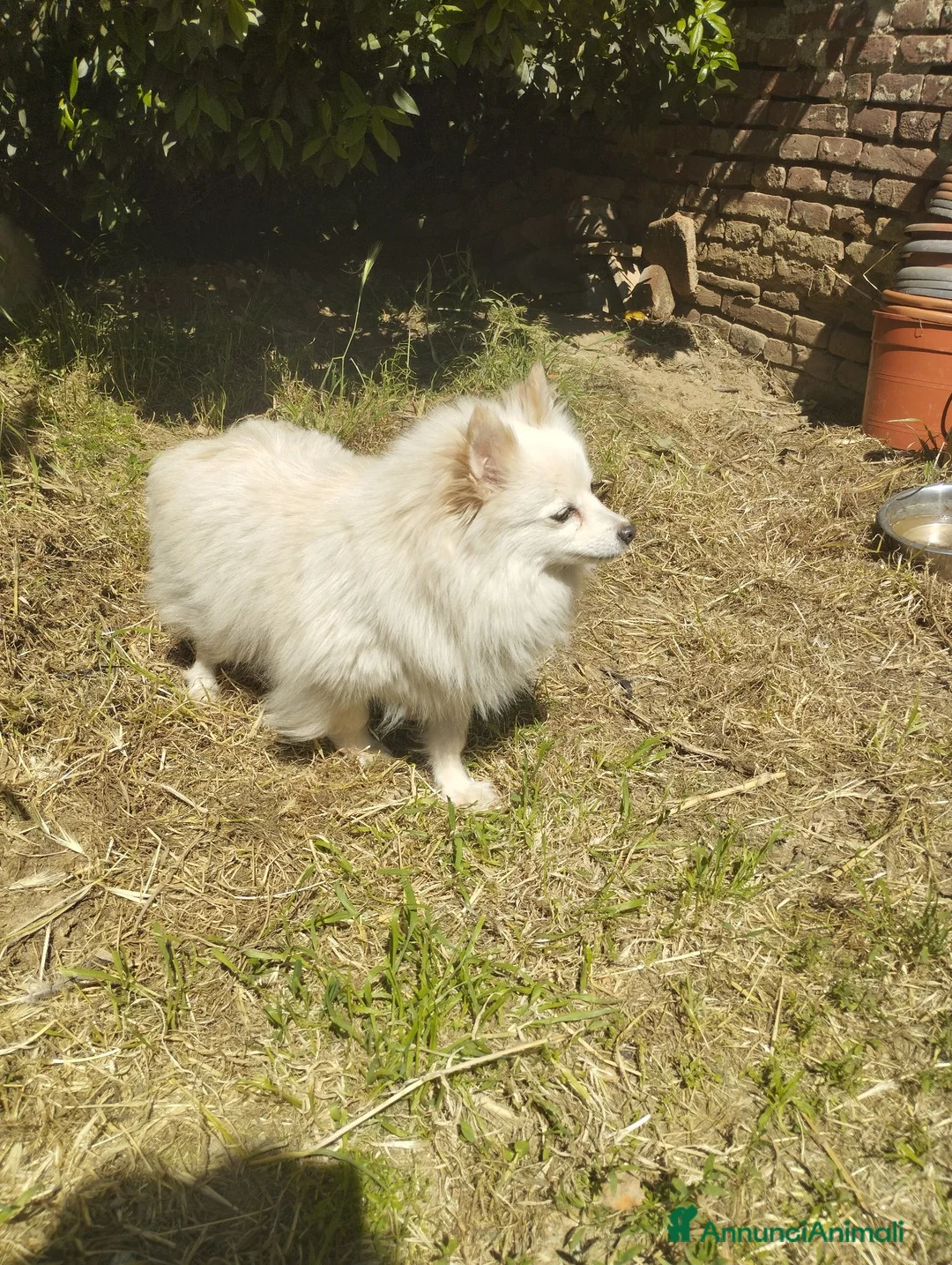 Volpino Italiano cani in regalo: ADOZIONE DEL CUORE  - Annuncio 2