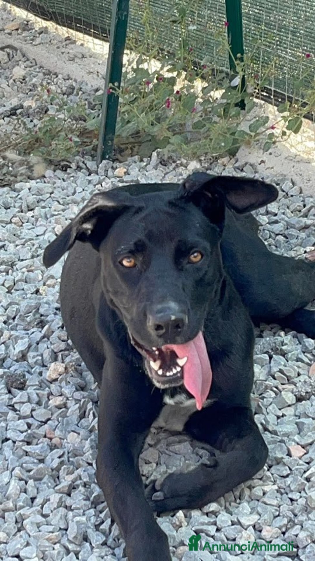 Cane Corso cani in regalo: OLIMPIA panterona dal cuore grande - Annuncio 2