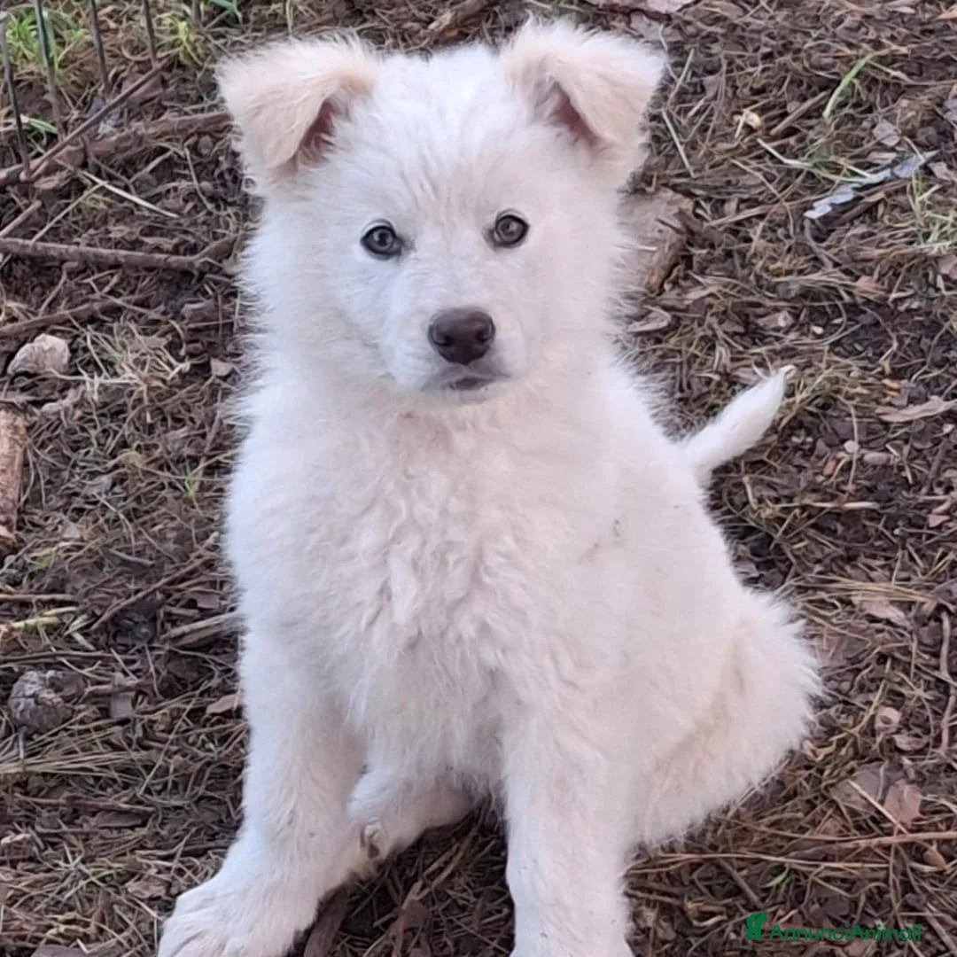Meticcio cani in regalo: GAIA 🩷-cucciola mix pastore, chiami per lei? 🙏🏻 - Annuncio 5