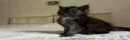 Maine Coon gatti in vendita: Maine Coon maschio pedigree Anfi - Annuncio 18