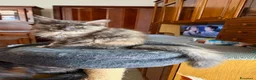 Maine Coon gatti in vendita: Gattini Maine Coon - Annuncio 27