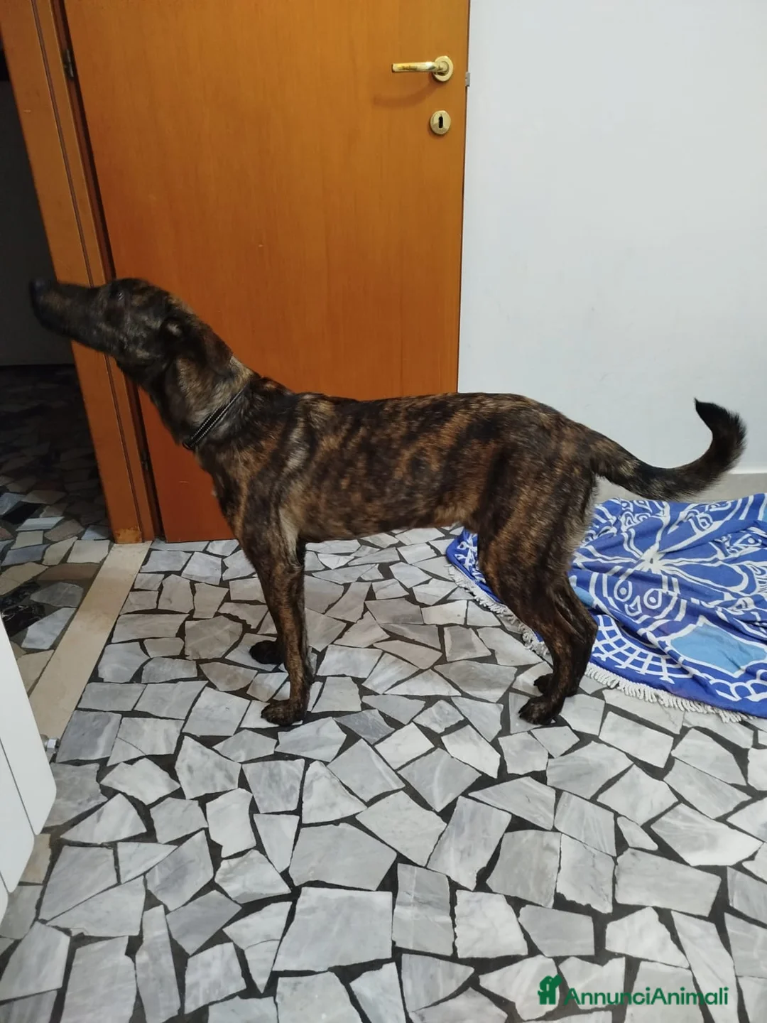 Meticcio cani in regalo: regalo cucciolo 8 mesi da adottare con urgenza - Annuncio 4