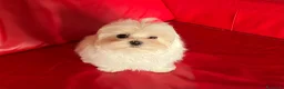 Maltese cani in vendita: Cucciolo di maltese con pedigree ENCI  - Annuncio 1