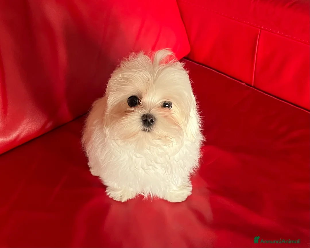 Maltese cani in vendita: Cucciolo di maltese con pedigree ENCI  - Annuncio 1
