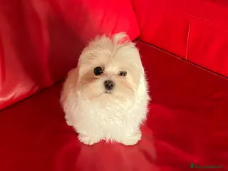 Maltese cani Cucciolo di maltese con pedigree ENCI - Annuncio 3