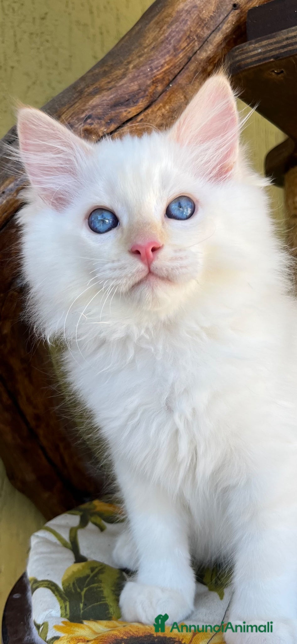 Ragdoll gatti Middle Earth Nagga Ragdoll Red Colourpoint  - Annuncio 11