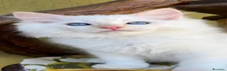 Ragdoll gatti in vendita: Middle Earth Nagga Ragdoll Red Colourpoint  - Annuncio 1