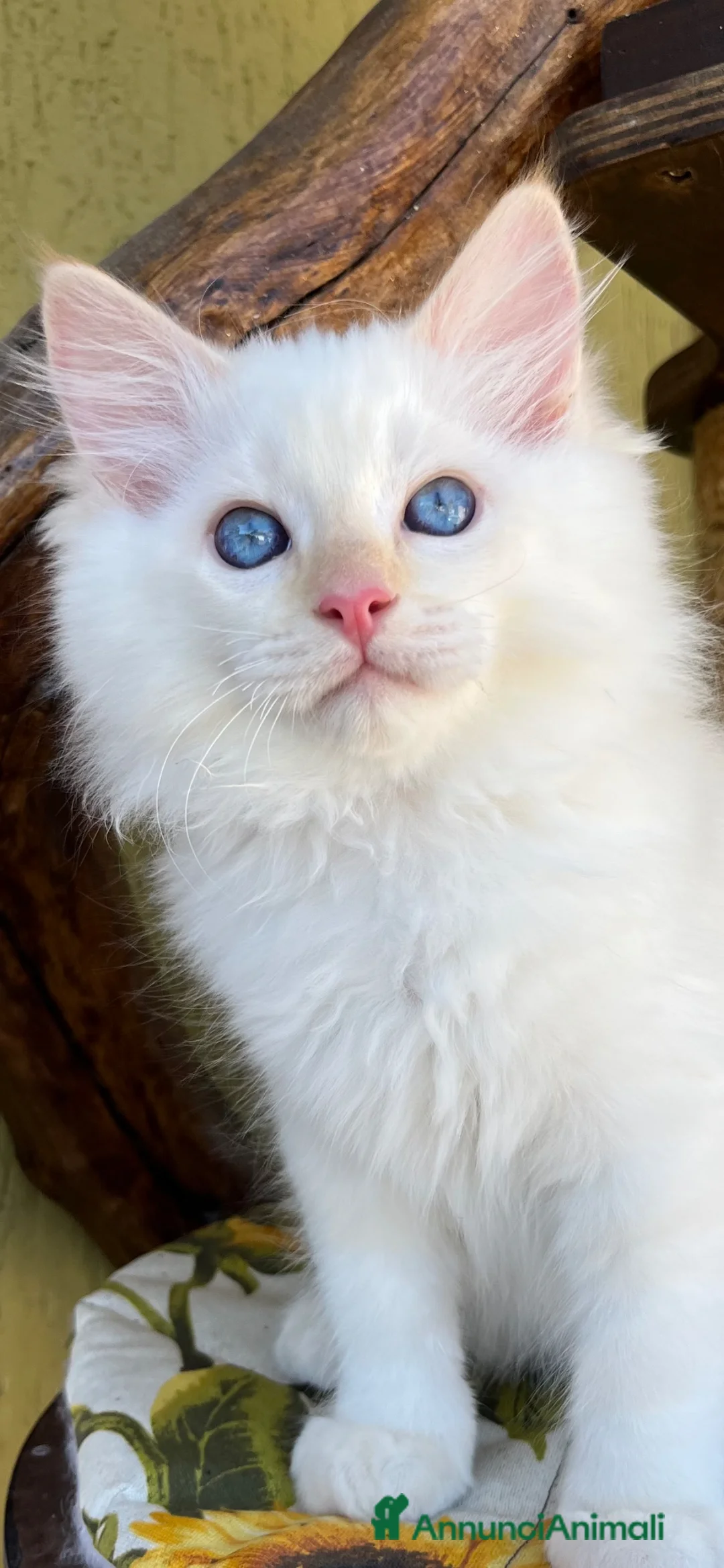 Ragdoll gatti in vendita: Middle Earth Nagga Ragdoll Red Colourpoint  - Annuncio 1