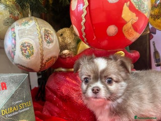 Chihuahua cani Cuccioli chihuahua pelo lungo - Annuncio 2