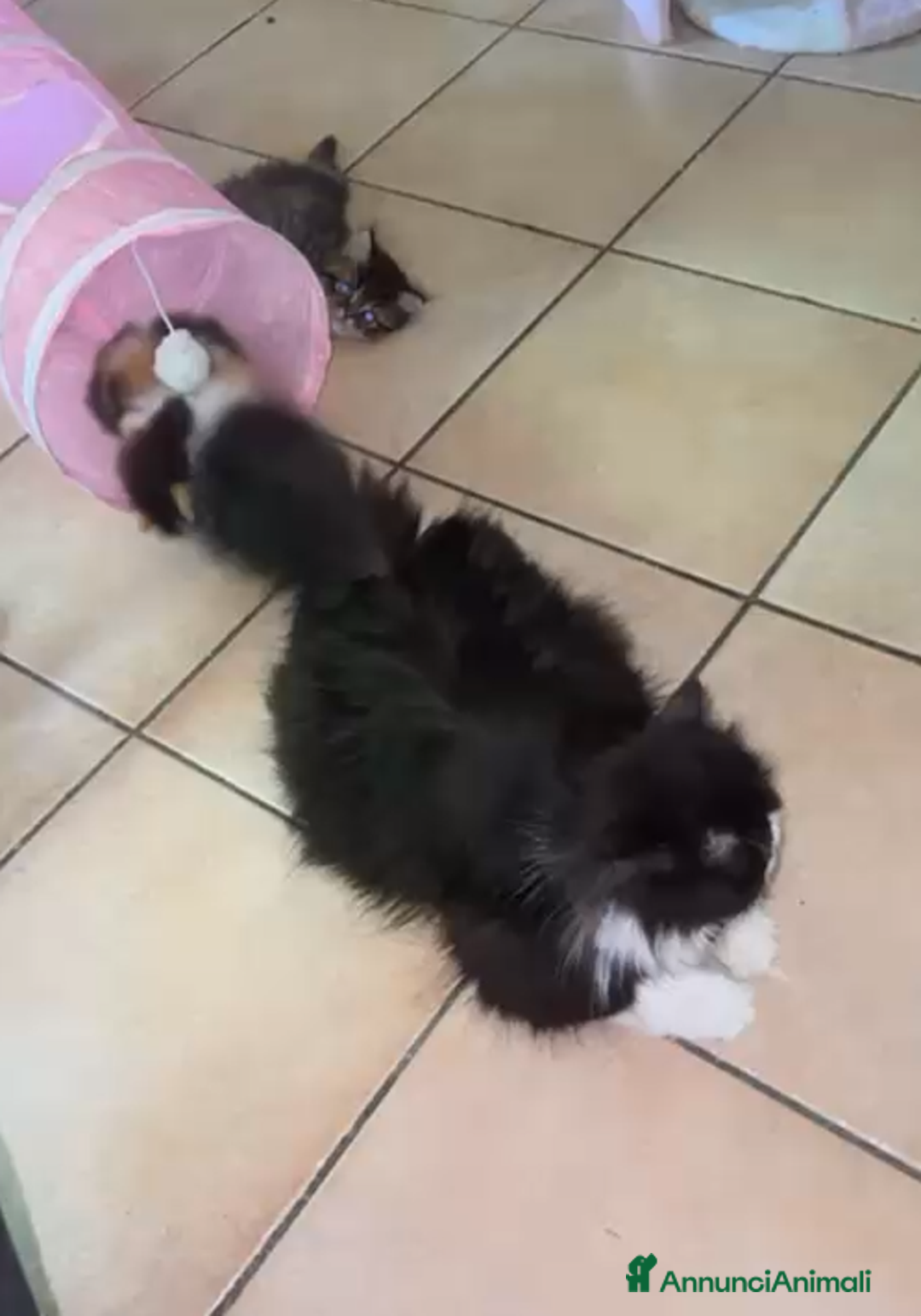 Persiano gatti in vendita: Gattina persiana normotipo tortie smoke a Provincia di Reggio Emilia - Immagine 5