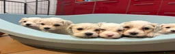 Maltese cani in vendita: Dolcissimi Cuccioli di Maltese  - Annuncio 3
