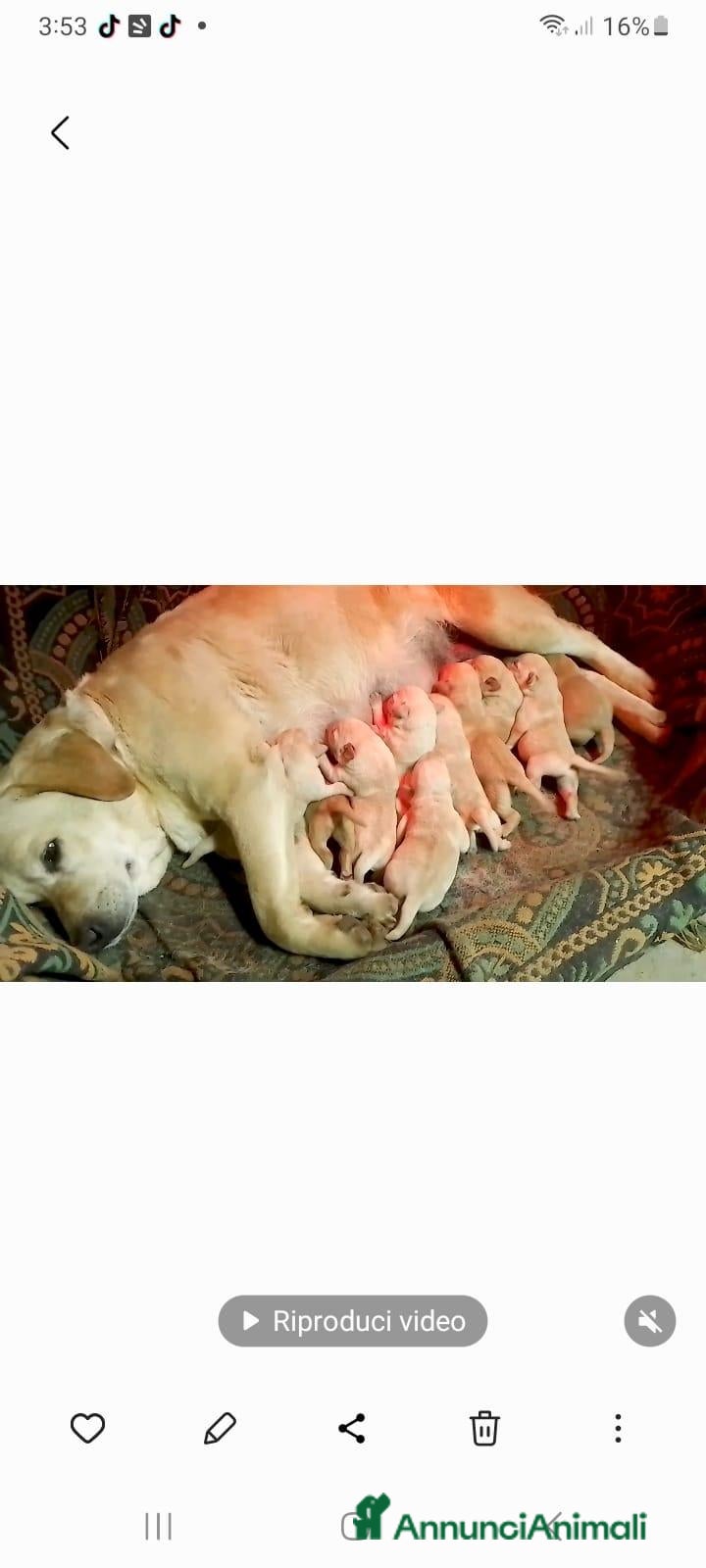 Labrador cani Cuccioli di Labrador Retriever  - Annuncio 2