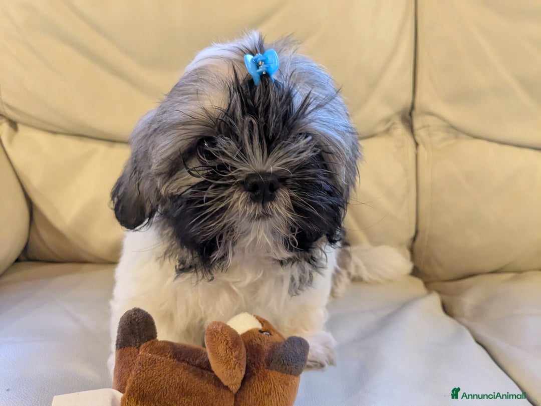 Shih Tzu cani in vendita: Maschio Shitzu con pedigree  a Provincia di Brescia - Immagine 2
