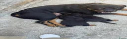 Rottweiler cani in vendita: Cuccioli rottweiller - Annuncio 2