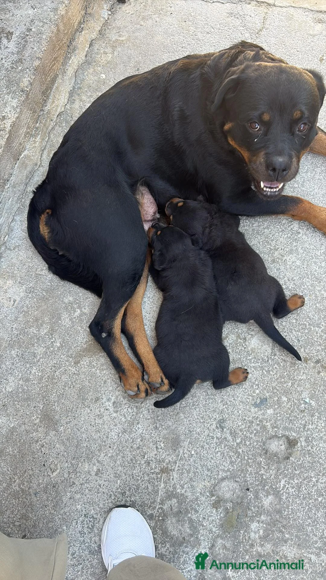 Rottweiler cani in vendita: Cuccioli rottweiller - Annuncio 2