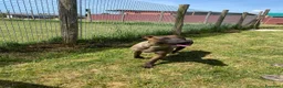 Pastore Belga cani in regalo: MALI DOLCE PASTORE MALINOIS 💥 - Annuncio 4