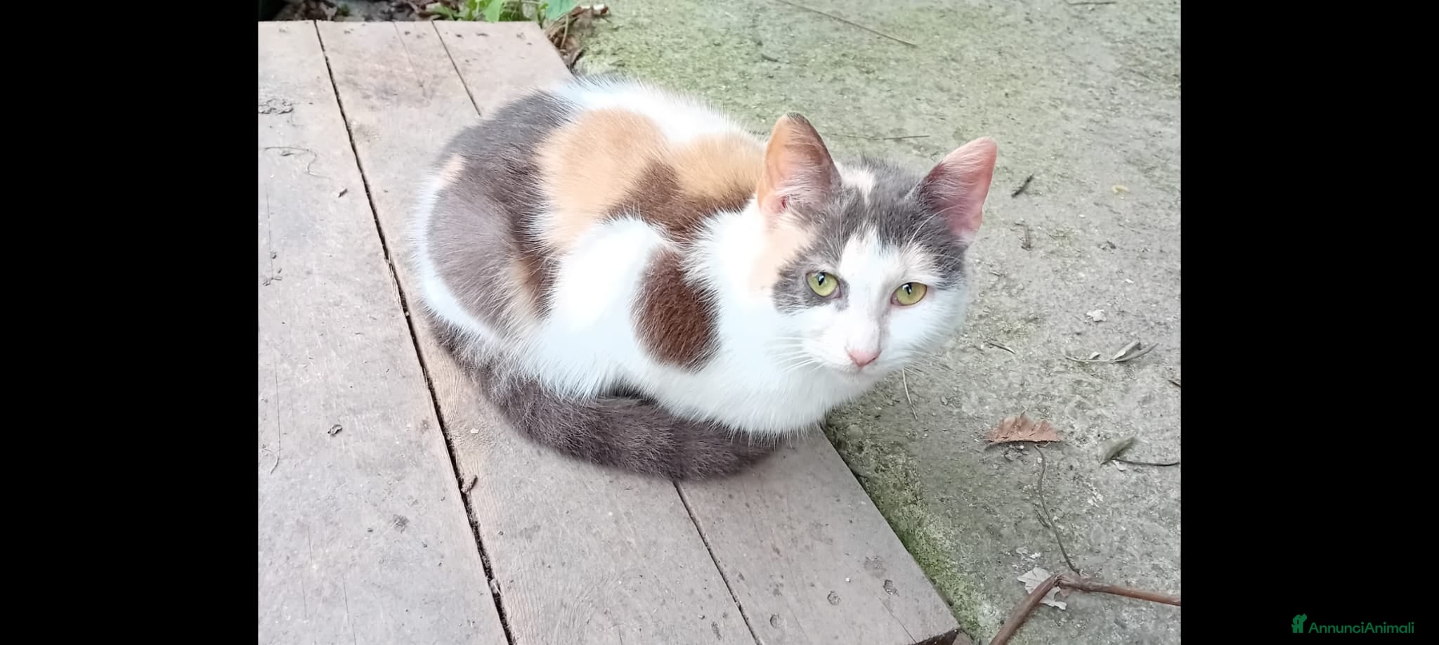 Meticcio gatti Milù  - Annuncio 4