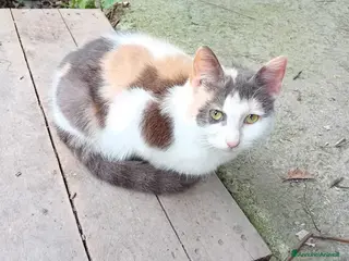 Meticcio gatti Milù - Annuncio 4