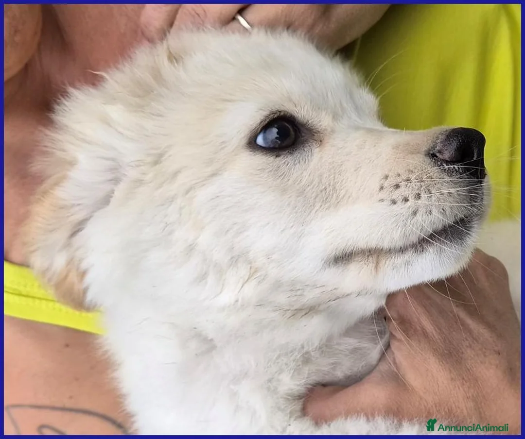 Meticcio cani in regalo: HUMMUS DOLCE CUCCIOLO 2 MESI, BUONISSIMO E COCCOLO - Annuncio 2