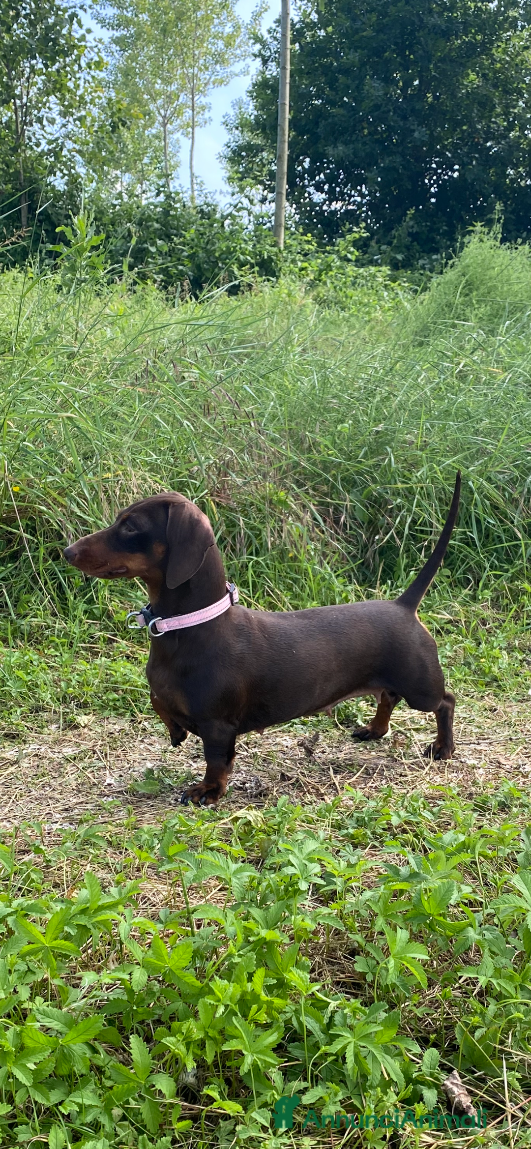 Altre razze gatti in vendita: Cuccioli di Bassotto - Annuncio 3