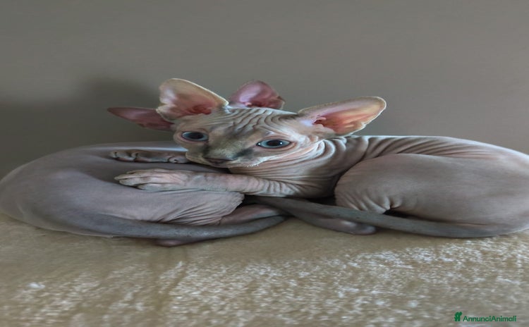 Sphynx gatti - Annuncio 2