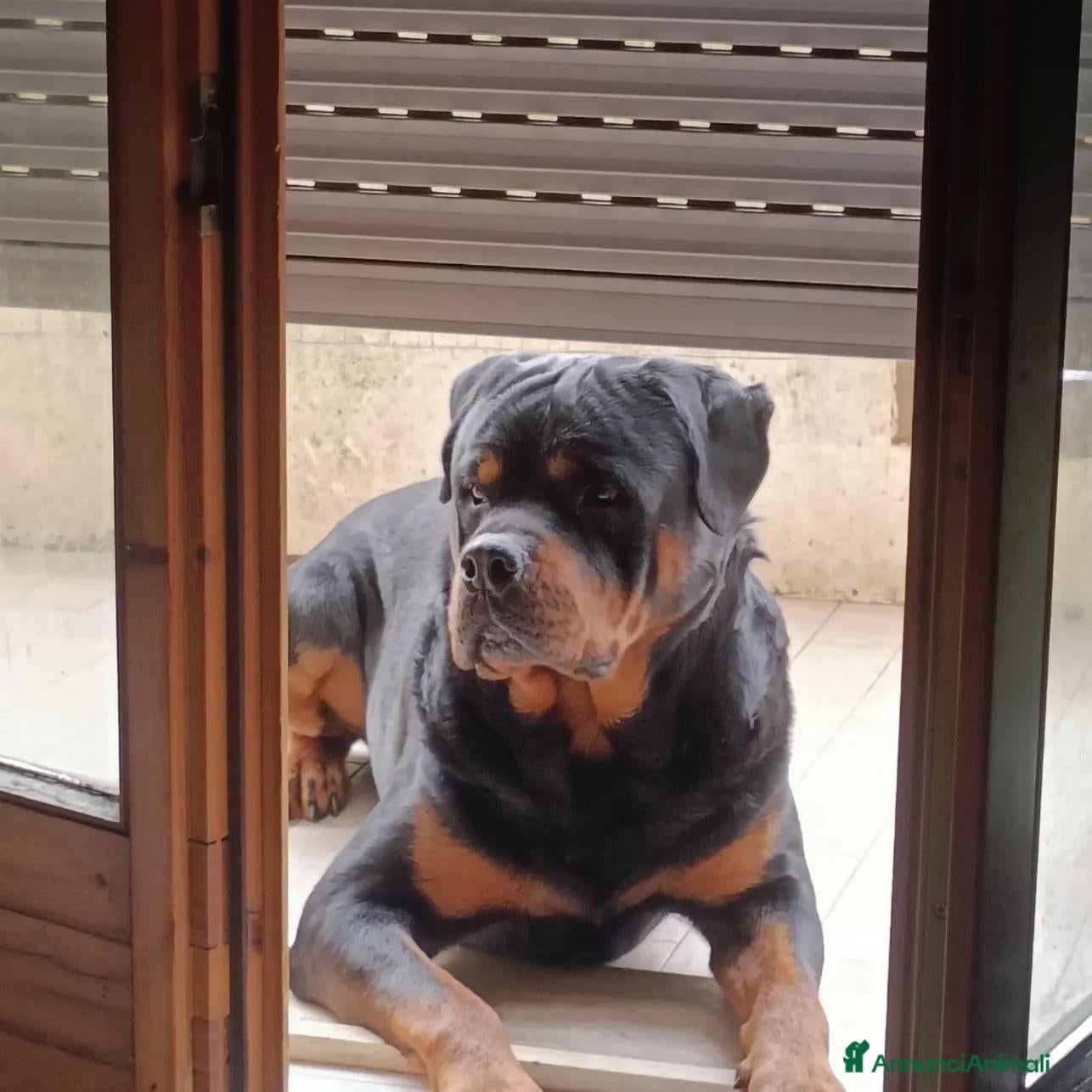 Rottweiler cani Cercasifemminarotweiller con pedigree daccoppiare - Annuncio 3