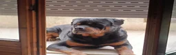 Rottweiler cani per accoppiamento: Cercasifemminarotweiller con pedigree daccoppiare a Provincia di Perugia - Annuncio 1